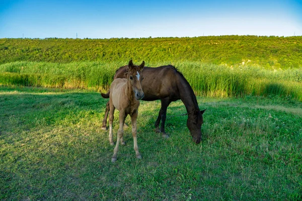 Potro com uma égua em um pasto de verão — Fotografia de Stock