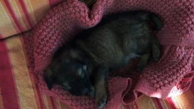 Sevimli köpek yavrusu cins Köpek uyku. Küçük köpek.