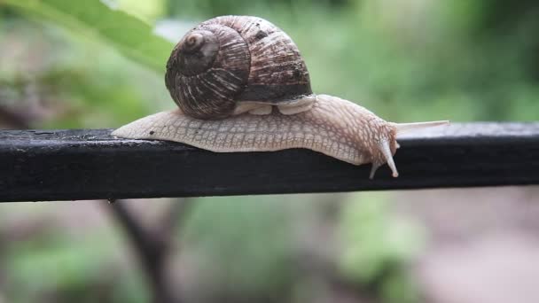 헬릭스 포마티아 달팽이의 극단적 매크로 클로즈업 크롤링 달팽이 — 비디오