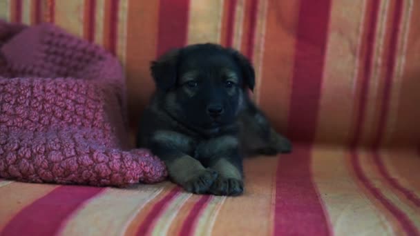 Nahaufnahme Von Kleinen Haustieren Die Auf Der Grauen Couch Zwischen — Stockvideo