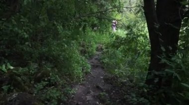 Ormanda bir yolda rahatlatıcı bir yürüyüş. Steadicam atış.