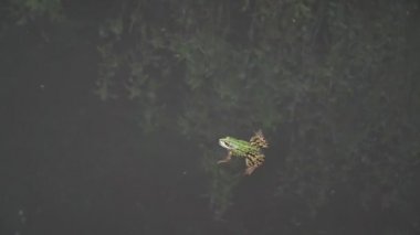 Miyonluk mevsiminde gölde bir kurbağanın yakın çekim