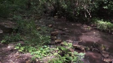 Yosunlu kayaların üzerinden akan orman deresi. Yazın yeşil ormanlık alanda küçük bir şelale.