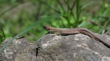 Kertenkele yakın çekim. Avrupa yeşil kertenkele (Lacerta viridis), taş ve yeşil bitki. Sürüngenler nasıl böyle yapar? Vahşi doğa ve hayvan arka planı. Dağ kayası üzerinde küçük kertenkele yakın çekim. Yaban hayatı, sürüngen