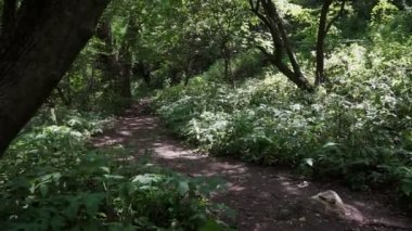 bluz ve kot şort arka görünüm kız yeşil orman boyunca yol boyunca yürüyor. Yavaş hareketler.