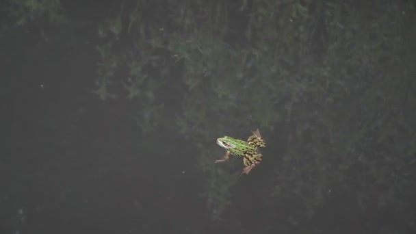 Nahaufnahme Eines Frosches Einem See Während Der Paarungszeit — Stockvideo