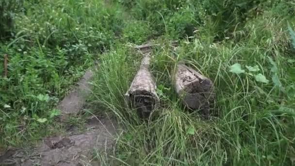 Caminhando Pela Floresta Verão Início Ponte Troncos — Vídeo de Stock