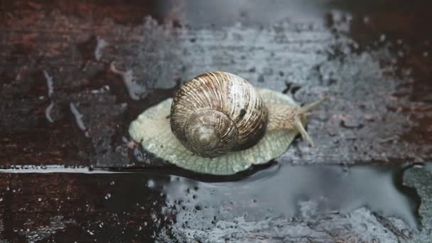 Slak Kruipt Door Het Bord Tuin Houten Plank — Stockvideo