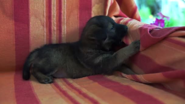 Close Van Kleine Huisdieren Spelen Grijze Bank Tussen Kussens Binnen — Stockvideo