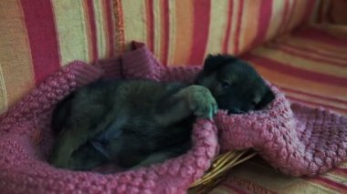 Yastıklar arasında gri kanepede oynayan küçük evcil hayvan yakın. Kapalı