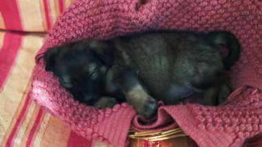 Sevimli köpek yavrusu cins Köpek uyku. Küçük köpek.