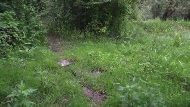 Ormanda bir yolda rahatlatıcı bir yürüyüş. Steadicam atış.