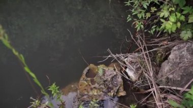 Yeşil ormandaki nehir havuzu. İki kurbağa bir taşın üzerinde oturuyor.