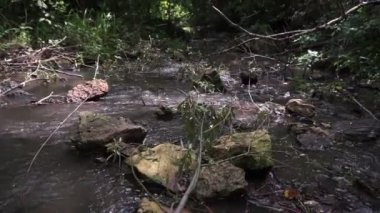 Yosunlu kayaların üzerinden akan orman deresi. Yazın yeşil ormanlık alanda küçük bir şelale.