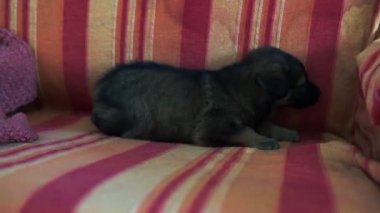 Yastıklar arasında gri kanepede oynayan küçük evcil hayvan yakın. Kapalı