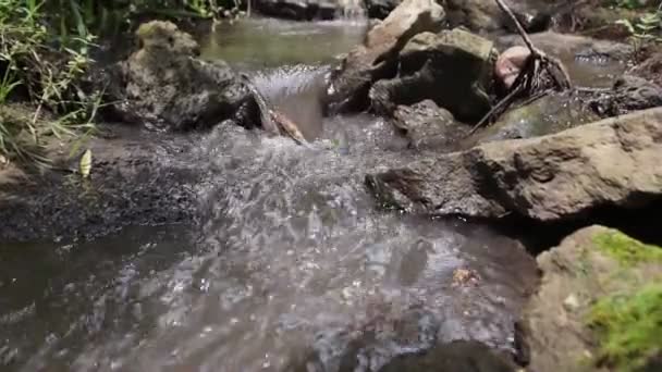 안개낀 흐름이 흐르고 여름푸른 — 비디오