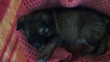 Sevimli köpek yavrusu cins Köpek uyku. Küçük köpek.