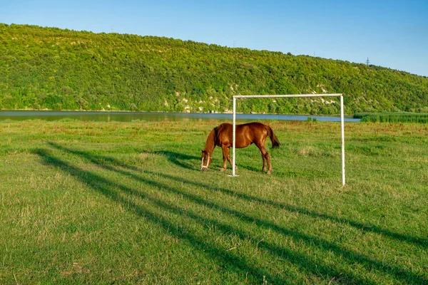 Le jeune cheval qui est brouté sur une prairie d'été . — Photo