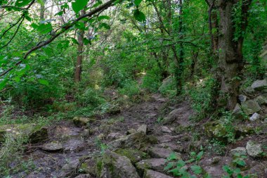 Güzel yeşil yaz kalın orman manzara