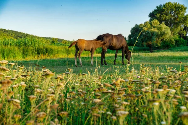 Foal with a mare — Stock Photo, Image