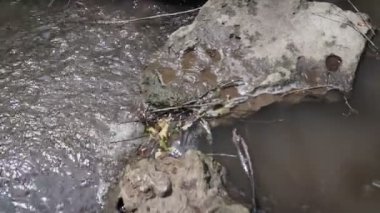 Yosunlu kayaların üzerinden akan orman deresi. Yazın yeşil ormanlık alanda küçük bir şelale.