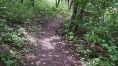 Ormanda bir yolda rahatlatıcı bir yürüyüş. Steadicam atış.