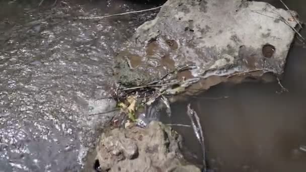 Fluxo Florestal Correr Sobre Rochas Musgosas Pequena Cachoeira Rio Floresta — Vídeo de Stock