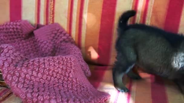 小宠物在枕头之间的灰色沙发上玩耍的特写镜头 — 图库视频影像