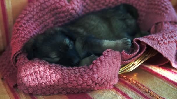 Cachorro Bonito Raça Cão Dormindo Cão Pequeno — Vídeo de Stock