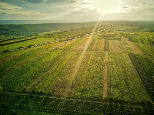 Flygbild av grönt och gult risfält, växte i olika mönster vid solnedgången. — Stockfoto