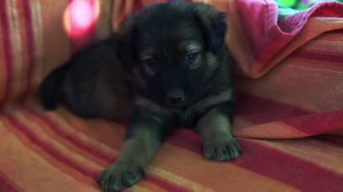 Yastıklar arasında gri kanepede oynayan küçük evcil hayvan yakın. Kapalı