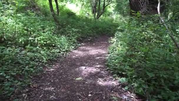 在森林的小径上放松地散步 稳定拍摄 — 图库视频影像