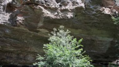 derin bir ormanda küçük bir şelale yakın (ses ile)