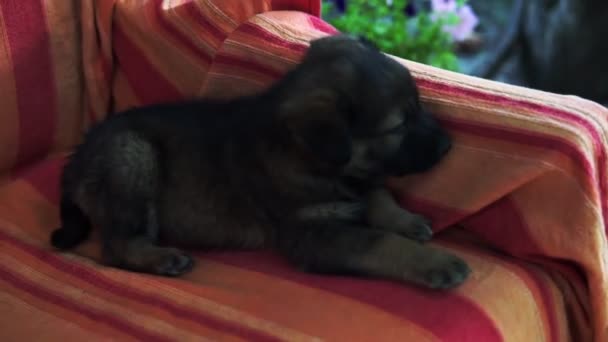 Primer Plano Pequeñas Mascotas Jugando Sofá Gris Entre Almohadas Interiores — Vídeos de Stock