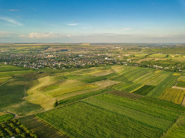 Vista aérea del campo de arroz verde y amarillo, creció en un patrón diferente al atardecer . — Foto de Stock