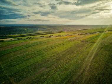 Yeşil ve sarı pirinç tarlasının havadan görünümü, gün batımında farklı desen büyüdü.