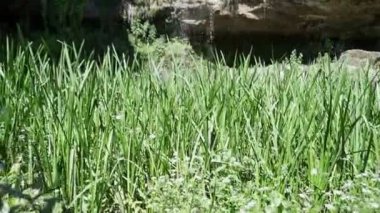 Ormanın derinliklerindeki küçük bir şelaleye yakın..