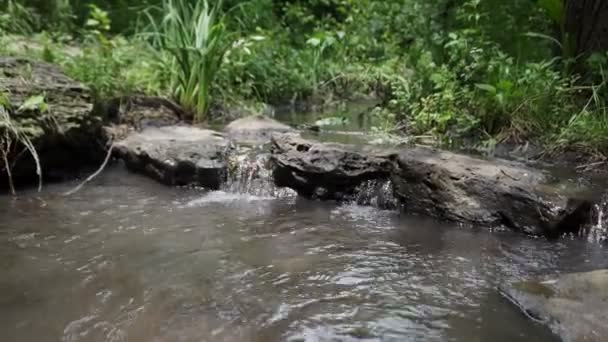 森のストリーム苔むした岩の上を実行している 夏の緑の森の小さな川の滝 — ストック動画