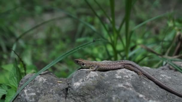 Lizard Bliska Europejska Zielona Jaszczurka Lacerta Viridis Kamień Roślina Zielona — Wideo stockowe