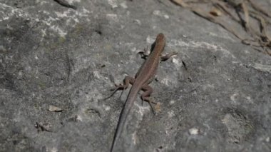 Kertenkele yakın çekim. Avrupa yeşil kertenkele Lacerta viridis , taş ve yeşil bitki. Sürüngenler nasıl böyle yapar? Vahşi doğa ve hayvan arka planı. Dağ kayası üzerinde küçük kertenkele yakın çekim. Yaban hayatı, sürüngen