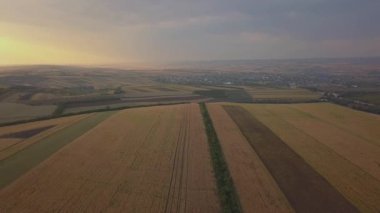 Havadan görünüm. Yaz güneşli akşam sonsuz sarı manzara ile kırsal yaz alanı üzerinde Uçuş. Ufukta güneş ışınları. Sonbaharda tarım arazisi.