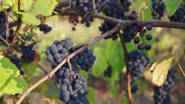 Organicznych z winogron na gałęzie winorośli. Full Hd 1080p — Wideo stockowe