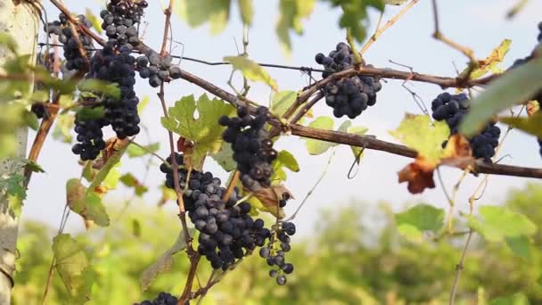 Ekologiska druvor på vine grenar. Full Hd, 1080p — Stockvideo