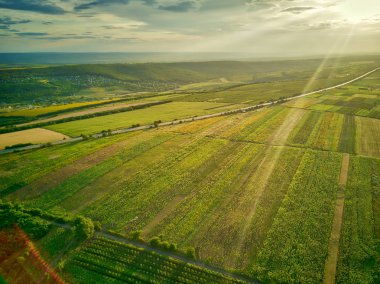 Yeşil ve sarı pirinç tarlasının havadan görünümü, gün batımında farklı desen büyüdü.