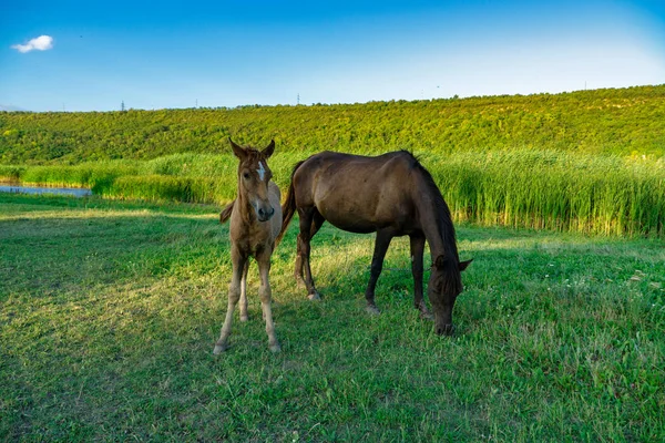 Poulain avec une jument dans un pâturage d'été — Photo