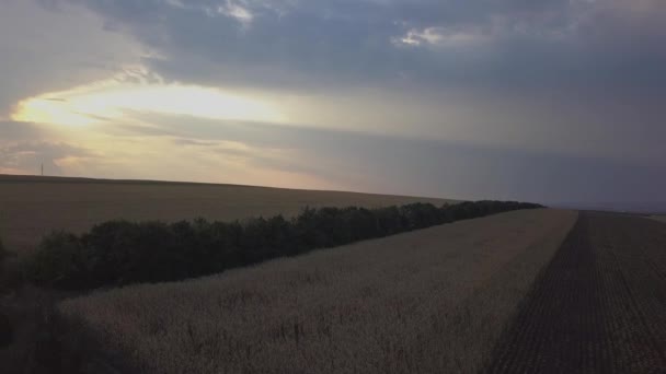 Havadan Görünüm Yaz Güneşli Akşam Sonsuz Sarı Manzara Ile Kırsal — Stok video