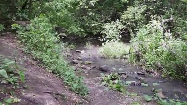 Közel Egy Kis Vízesés Egy Mély Erdőben Hanggal — Stock videók