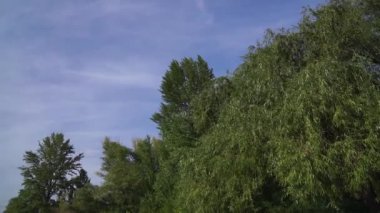 Nehir kıyısında büyük kavaklar.