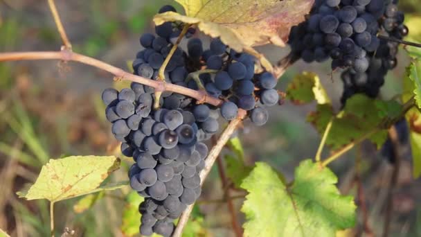 Raisin Bio Sur Branches Vigne Full 1080P — Video