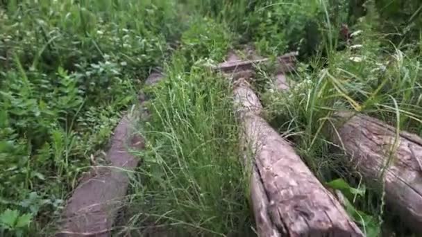 Promenade dans la forêt du début de l'été sur le pont de grumes 